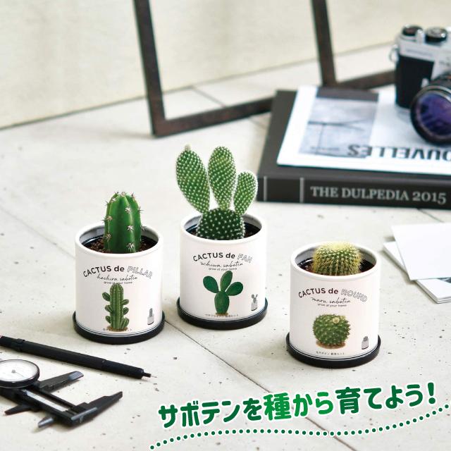 栽培セット サボテン 聖新陶芸 カクタスdeカクタス GD-930 : おしゃれ