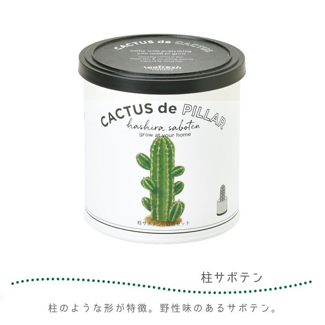 栽培セット サボテン 聖新陶芸 カクタスdeカクタス GD-930 : おしゃれ