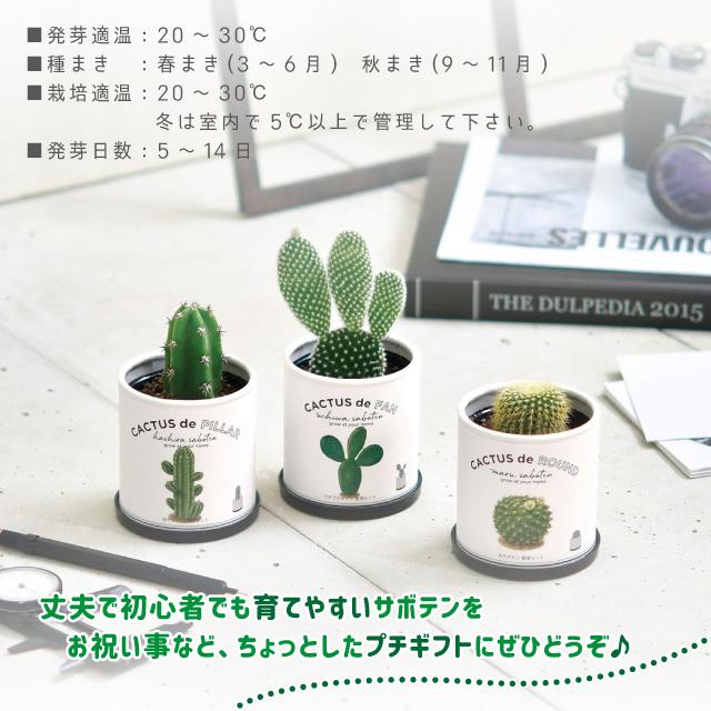 栽培セット サボテン 聖新陶芸 カクタスdeカクタス GD-930 : おしゃれ