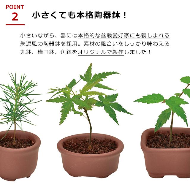 栽培セット カプセル 聖新陶芸 育てるカプセル まめ盆栽 GD-954