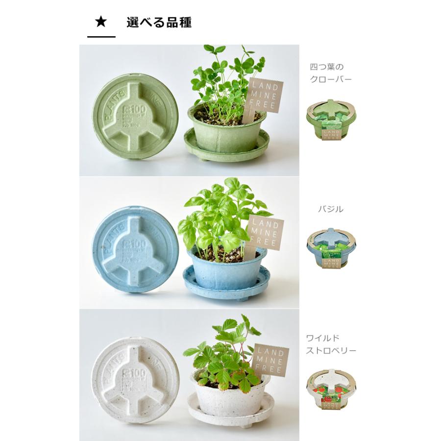栽培セット ハーブ 聖新陶芸 PLANTS MINE 栽培キット GD-948