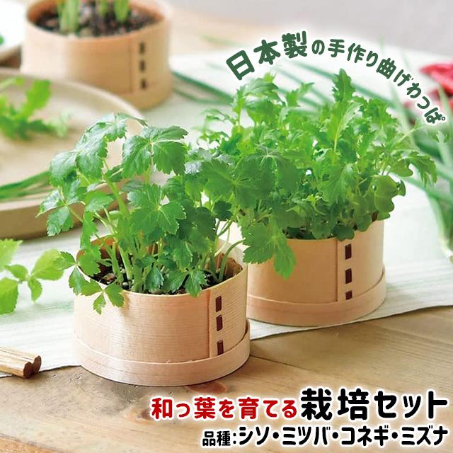 日本未入荷 栽培セット 葉菜 販売 聖新陶芸 GD-956 和っ葉栽培セット WAPPA
