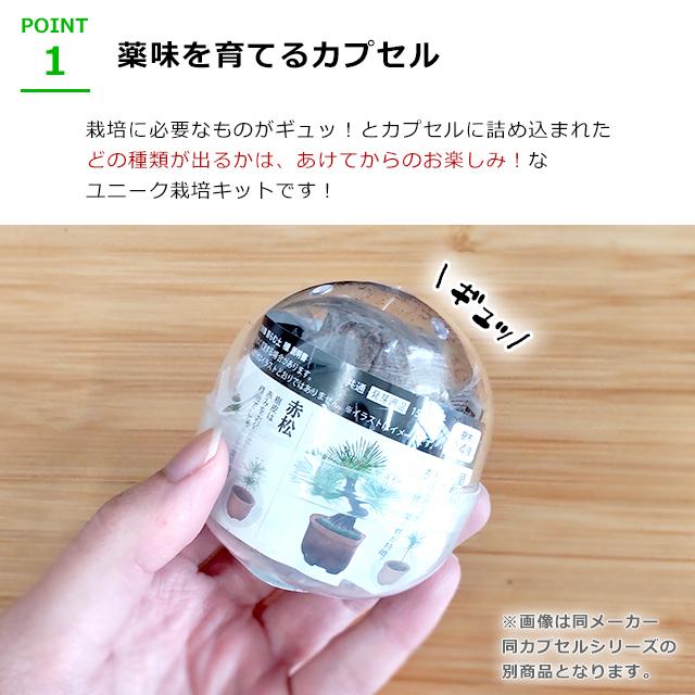 栽培セット カプセル 聖新陶芸 育てるカプセル 薬味 : おしゃれ雑貨店