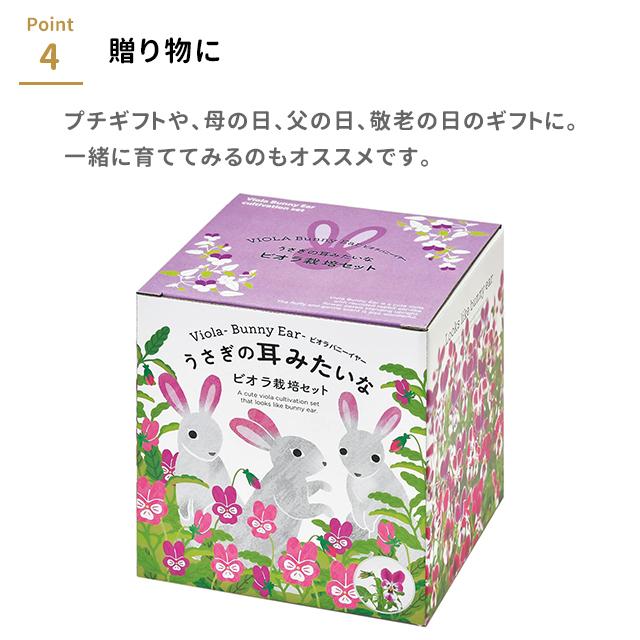 栽培キット 栽培セット 聖新陶芸 うさぎの耳みたいなビオラ栽培セット