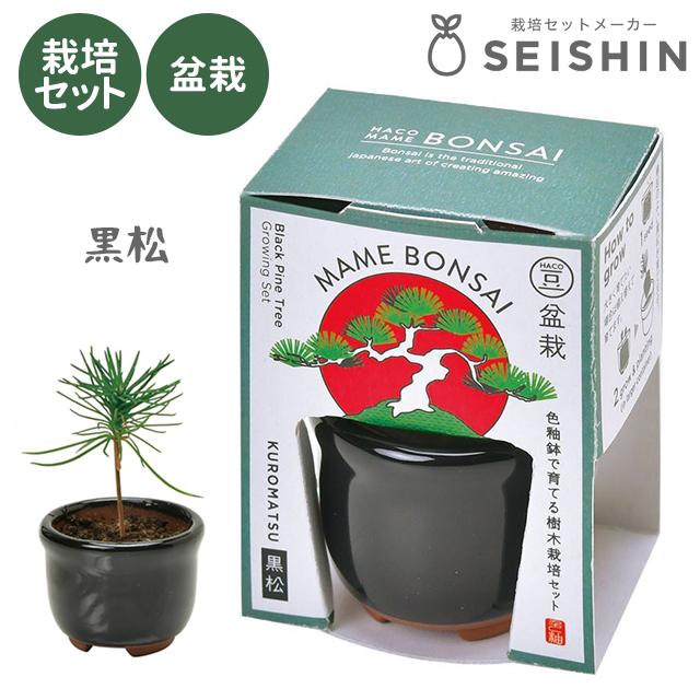 栽培キット 栽培セット 聖新陶芸 HACO MAME 盆栽栽培セット GD-965