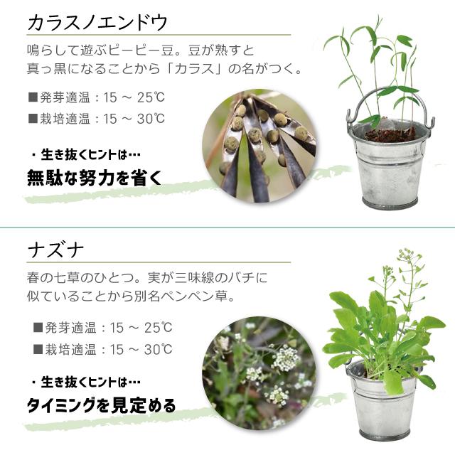 栽培セット 栽培キット 聖新陶芸 育てるカプセル 雑草 GD-978