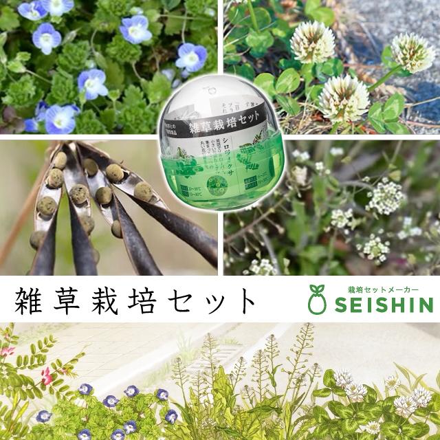 栽培セット 栽培キット 聖新陶芸 育てるカプセル 雑草 GD-978