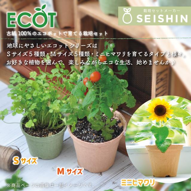 栽培セット 栽培キット 聖新陶芸 エコット S : おしゃれ雑貨店 Fine