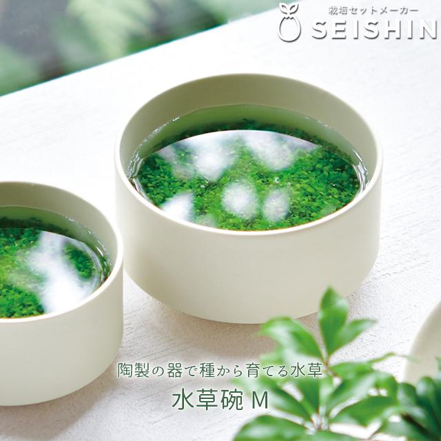 栽培キット 栽培セット 水草碗 M GD-987 : おしゃれ雑貨店 Fine Dream
