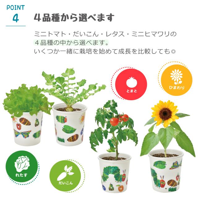 栽培セット 栽培キット 聖新陶芸 はらぺこあおむし ペタペタ＆すくすく栽培セット HP-01｜fine-dream｜10