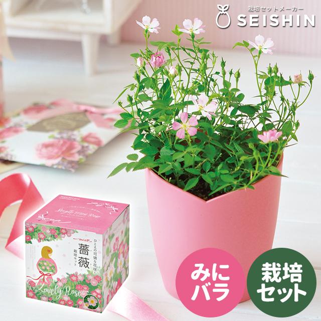 栽培キット 栽培セット 聖新陶芸 ひとえの可憐な花咲くミニバラ栽培
