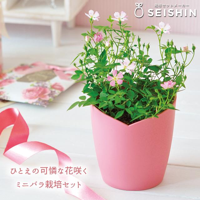 栽培キット 栽培セット 聖新陶芸 ひとえの可憐な花咲くミニバラ栽培