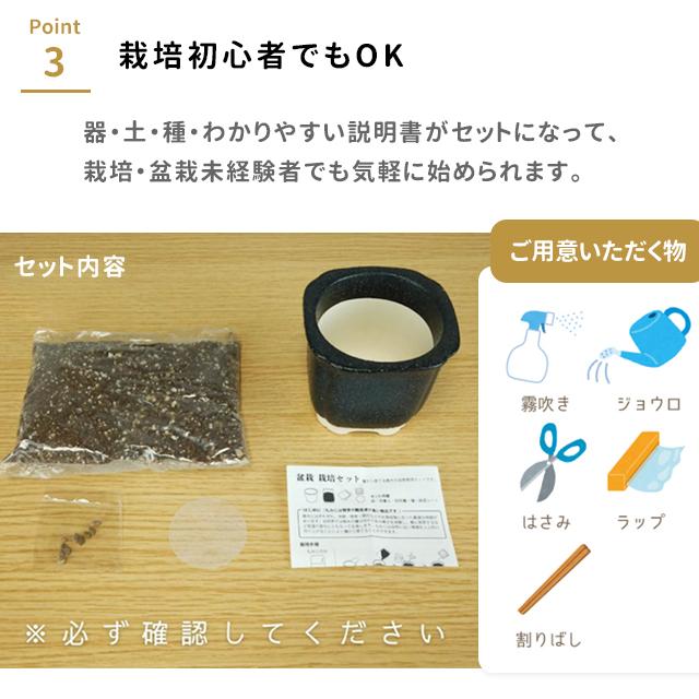栽培キット 栽培セット The BONSAI GD-992 : おしゃれ雑貨店 Fine