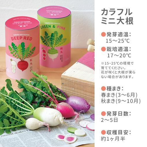 栽培キット 栽培セット 聖新陶芸 カラフルミニ大根 GD-994 : おしゃれ