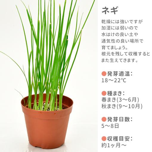 栽培セット 栽培キット 栽培セット 聖新陶芸 TSUTSUMI GD-996 : おしゃれ雑貨店
