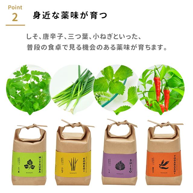 栽培キット 栽培セット 聖新陶芸 TSUTSUMI GD-996 : おしゃれ雑貨店