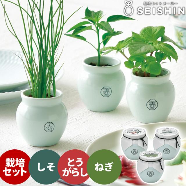栽培キット 栽培セット 聖新陶芸 TSUBO GD-998 : おしゃれ雑貨店 Fine