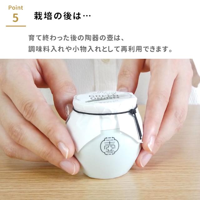 栽培キット 栽培セット 聖新陶芸 TSUBO GD-998 : おしゃれ雑貨店 Fine