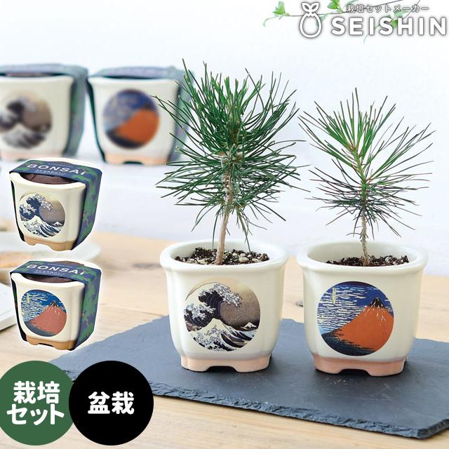 栽培キット 栽培セット 聖新陶芸 JAPANESE BONSAI GD-640 : おしゃれ