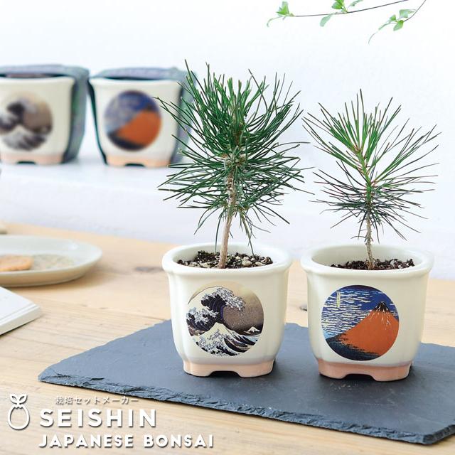 栽培キット 栽培セット 聖新陶芸 JAPANESE BONSAI GD-640 : おしゃれ