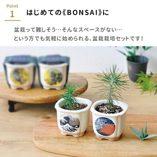 栽培キット 栽培セット 聖新陶芸 JAPANESE BONSAI GD-640 : おしゃれ