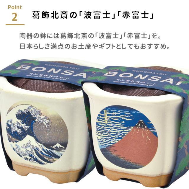 栽培キット 栽培セット 聖新陶芸 JAPANESE BONSAI GD-640 : おしゃれ