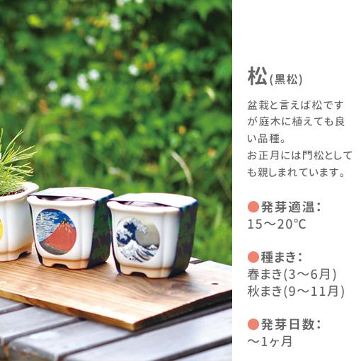 栽培キット 栽培セット 聖新陶芸 JAPANESE BONSAI GD-640 : おしゃれ