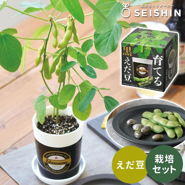 栽培キット 栽培セット 聖新陶芸 育てる黒えだ豆 GD-995 : おしゃれ