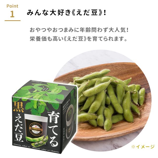 栽培キット 栽培セット 聖新陶芸 育てる黒えだ豆 GD-995 : おしゃれ