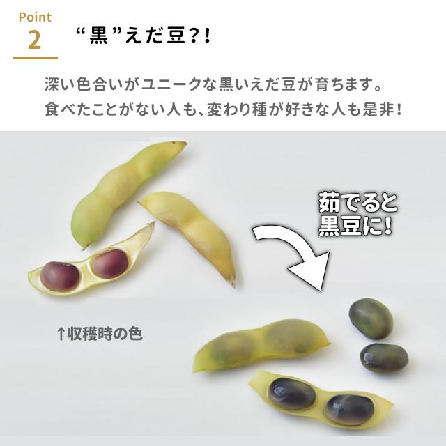 栽培キット 栽培セット 聖新陶芸 育てる黒えだ豆 GD-995 : おしゃれ