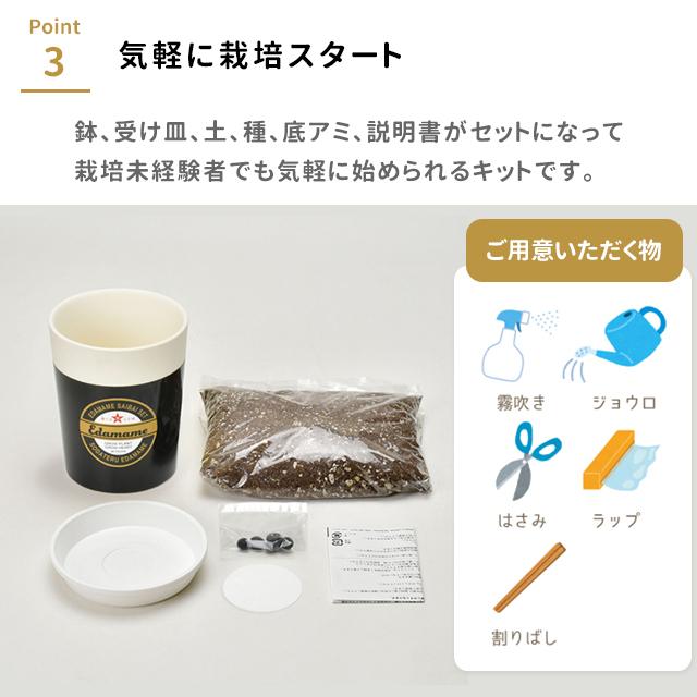 栽培キット 栽培セット 聖新陶芸 育てる黒えだ豆 GD-995 : おしゃれ
