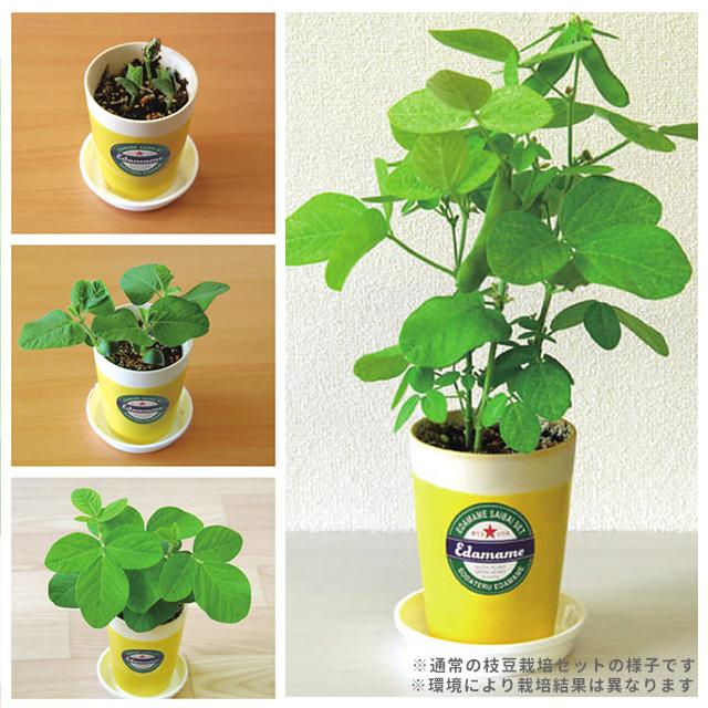 栽培キット 栽培セット 聖新陶芸 育てる黒えだ豆 GD-995 : おしゃれ