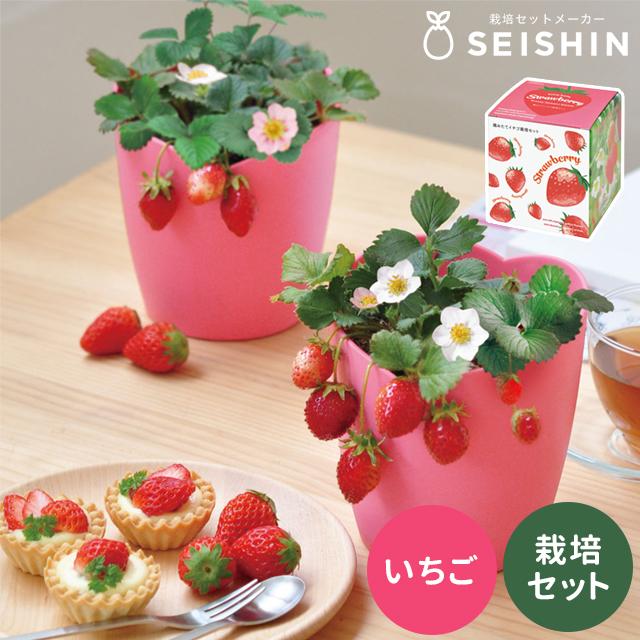 栽培キット 栽培セット 聖新陶芸 摘みたてイチゴ GD-1000 : おしゃれ