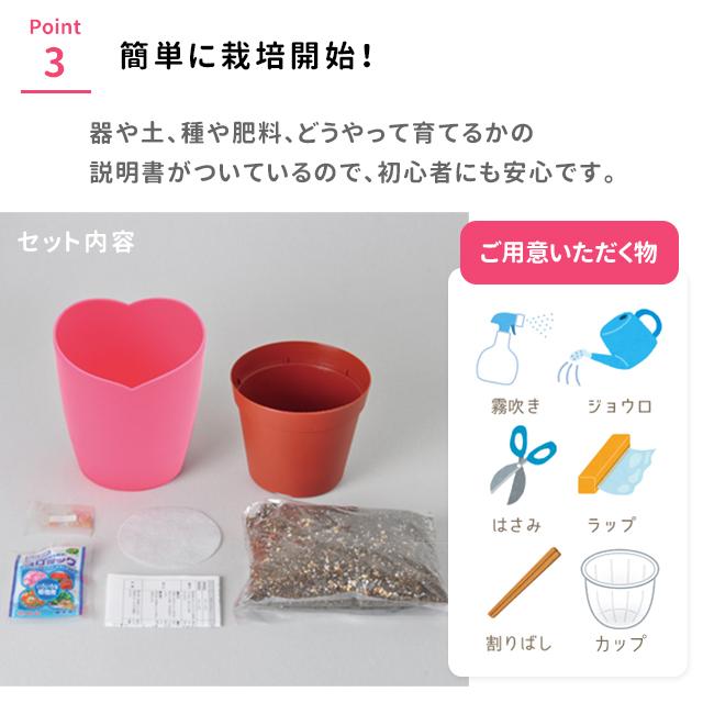 栽培キット 栽培セット 聖新陶芸 摘みたてイチゴ GD-1000 : おしゃれ