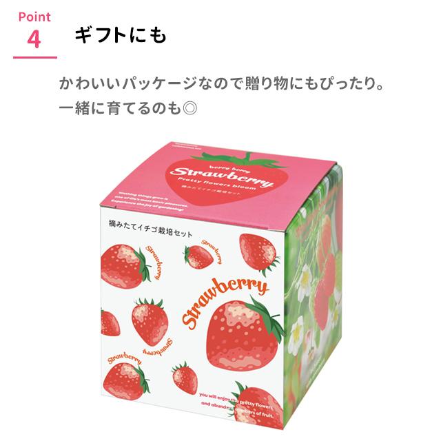 栽培キット 栽培セット 聖新陶芸 摘みたてイチゴ GD-1000 : おしゃれ