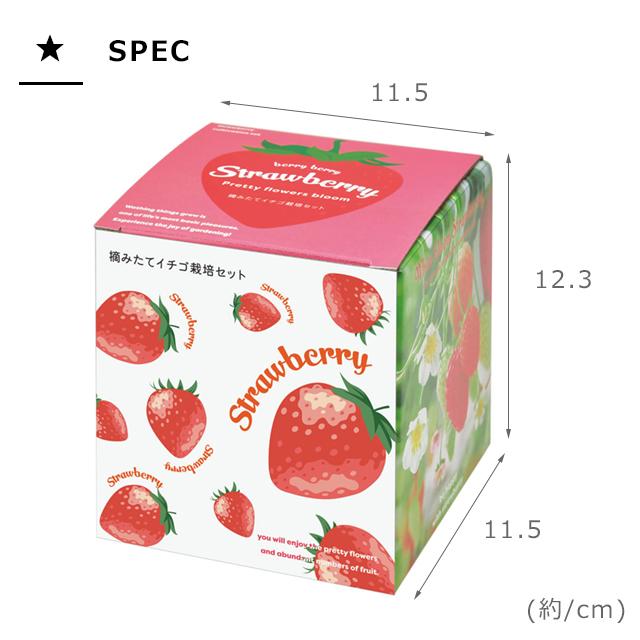 栽培キット 栽培セット 聖新陶芸 摘みたてイチゴ GD-1000 : おしゃれ