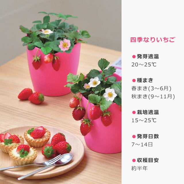 栽培キット 栽培セット 聖新陶芸 摘みたてイチゴ GD-1000 : おしゃれ