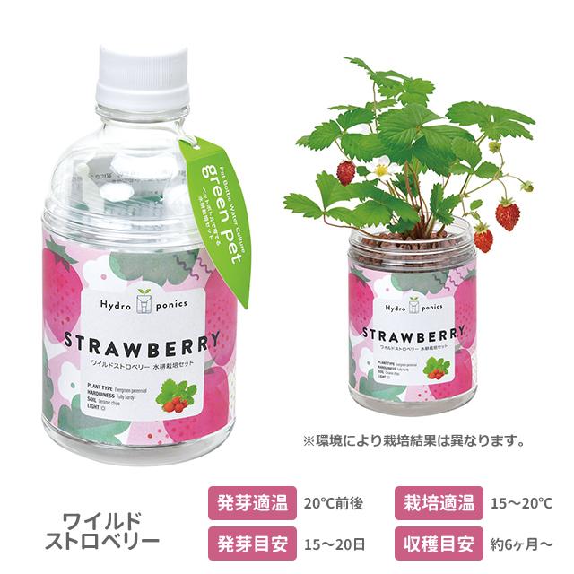 栽培キット 栽培セット 聖新陶芸 グリーンペット GD-1002 : おしゃれ