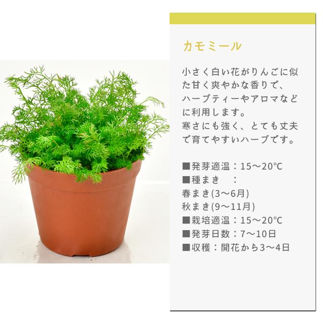 栽培キット 栽培セット 聖新陶芸 ミニボトルハーブス GD-1005
