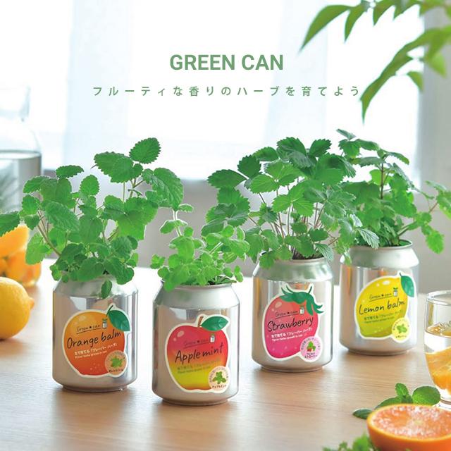栽培キット 栽培セット 聖新陶芸 グリーンカン GD-1006 : おしゃれ雑貨