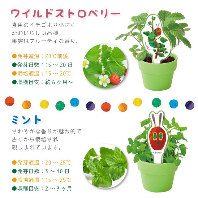 栽培キット 栽培セット 聖新陶芸 はらぺこあおむし 育てるカプセル