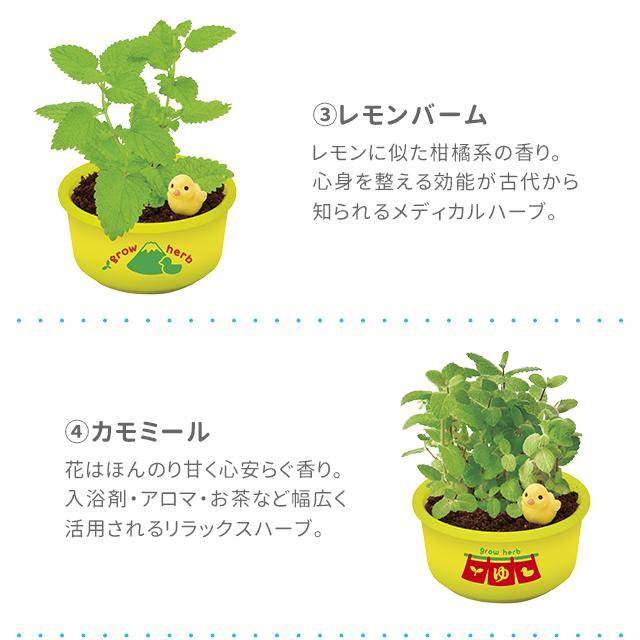 栽培キット 栽培セット 聖新陶芸 育てるカプセル ゆ桶でハーブ栽培 GD