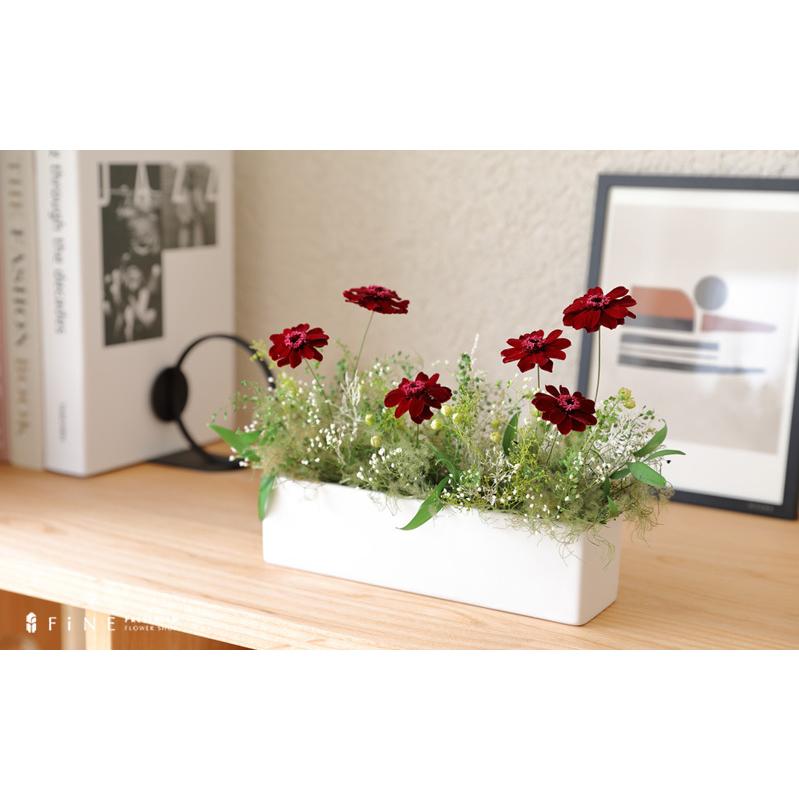 プリザーブドフラワー 季節の花 コスモア 記念日 コスモス ジニア インテリア ギフト プレゼント 誕生日 お祝い 結婚祝い 新築祝い 開店祝い 開業祝い 送料無料 Ag364 プリザーブドフラワーfine 通販 Yahoo ショッピング