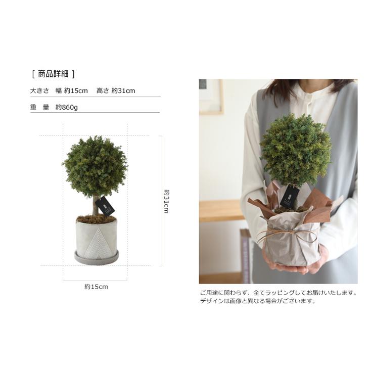 プリザーブドフラワー プレゼント ギフト 観葉植物 グリーンボール トピアリー  誕生日 新築祝い 開店祝い 開業祝い 送別祝い 退職祝い インドアグリーン |  | 06