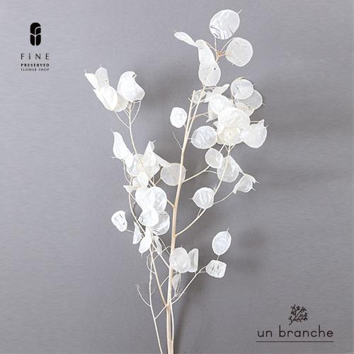 プリザーブドフラワー ドライフラワー 花材 ルナリア白 15時までのご注文であすつく Ubr057 プリザーブドフラワーfine 通販 Yahoo ショッピング