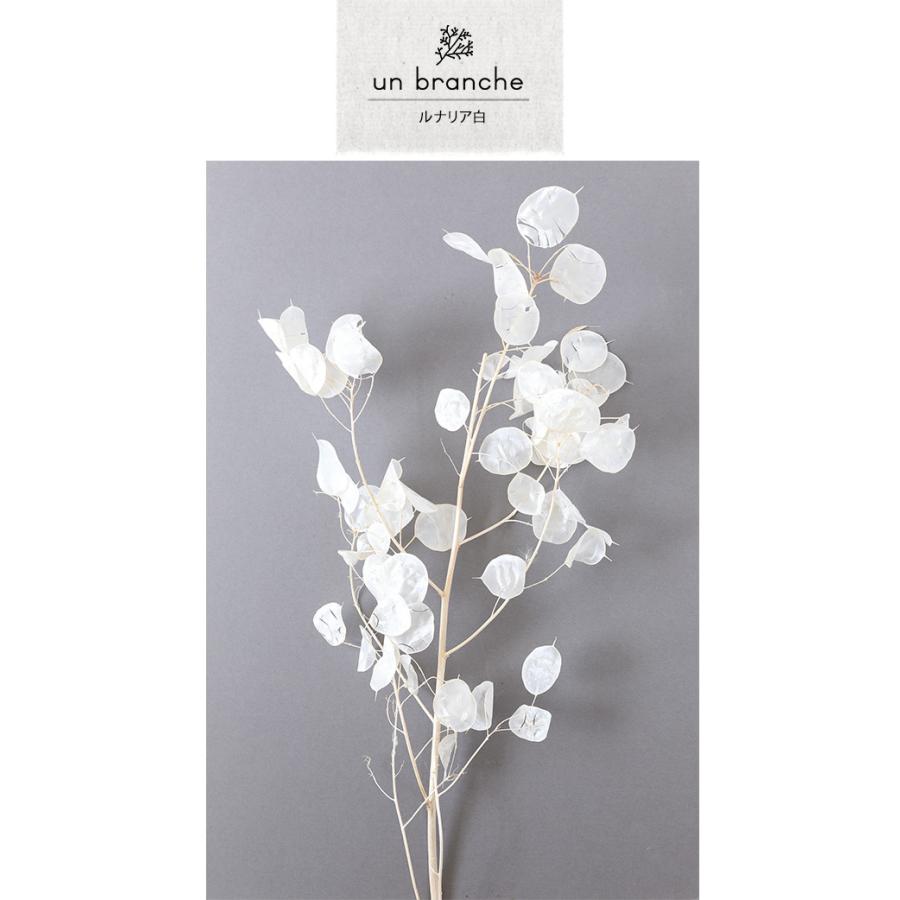 ルナリア 白 ドライフラワー 花材 販売 小分け 手作り ハンドメイド