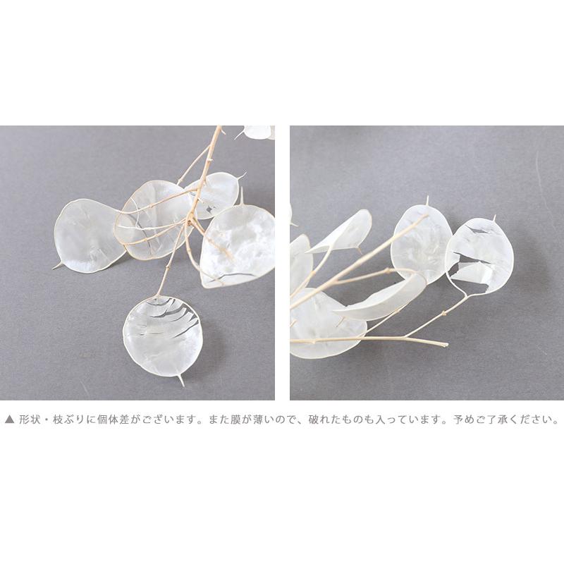 ルナリア 白 ドライフラワー 花材 販売 小分け 手作り ハンドメイド