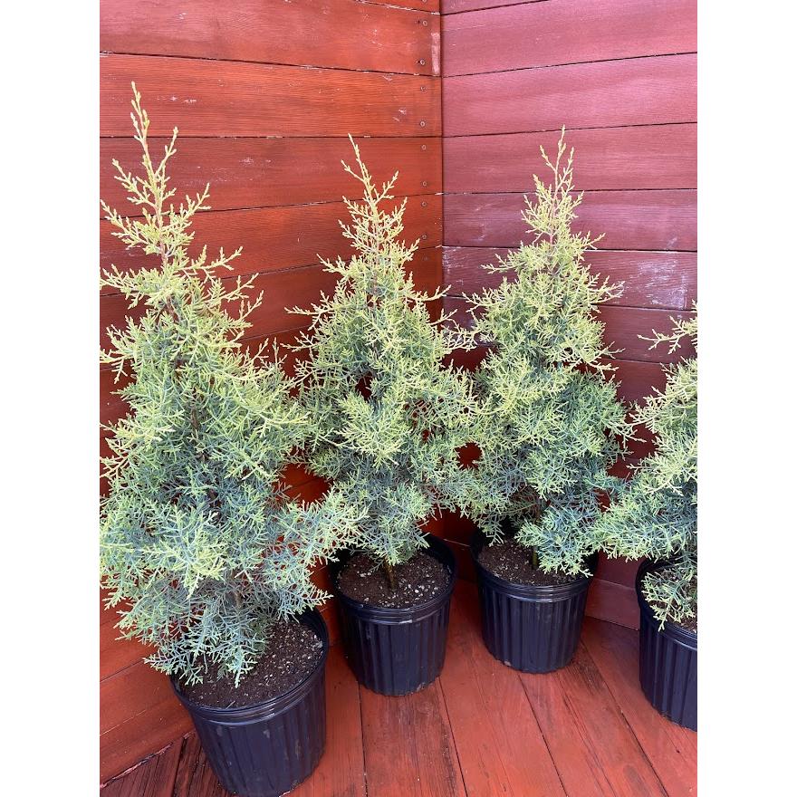 コニファー サルフレア4本セット（庭木,植木,常緑樹,コニファー