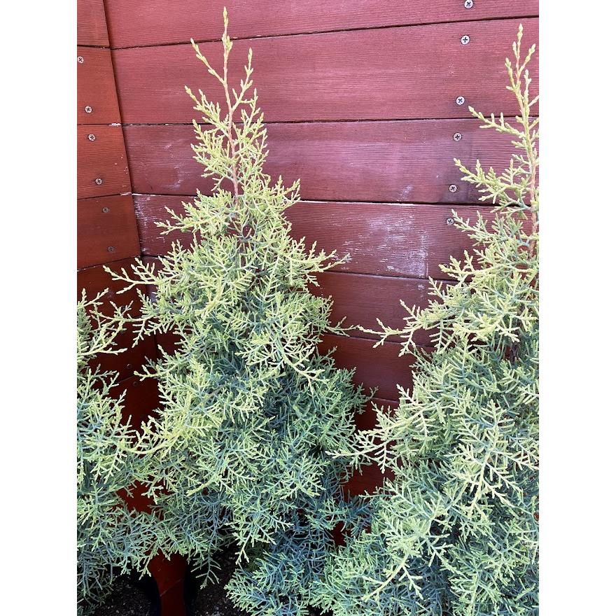 サルフレア 苗 ・ シルバースター（枝変わり）コニファー2種セット