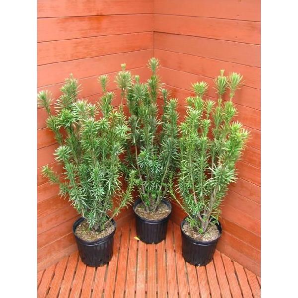 数量限定 特売 コニファー イヌガヤファスティギアータ ３本セット 庭木 植木 常緑樹 コニファー 0003 ファインガーデン 通販 Yahoo ショッピング 配送員設置送料無料 Mobile Scotturb Com